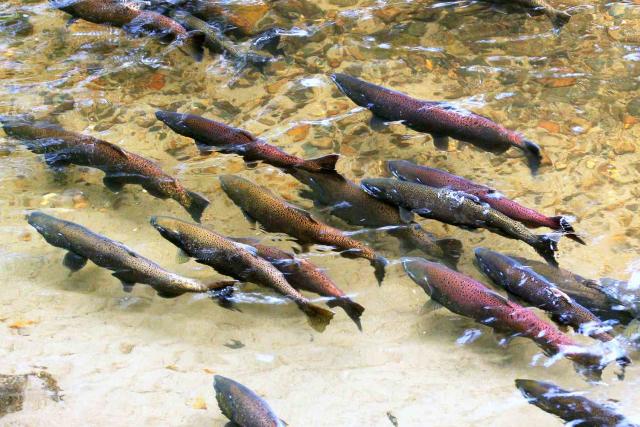 Trout fishing 1950s hi-res stock photography and images - Alamy