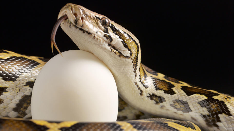 Burmese python