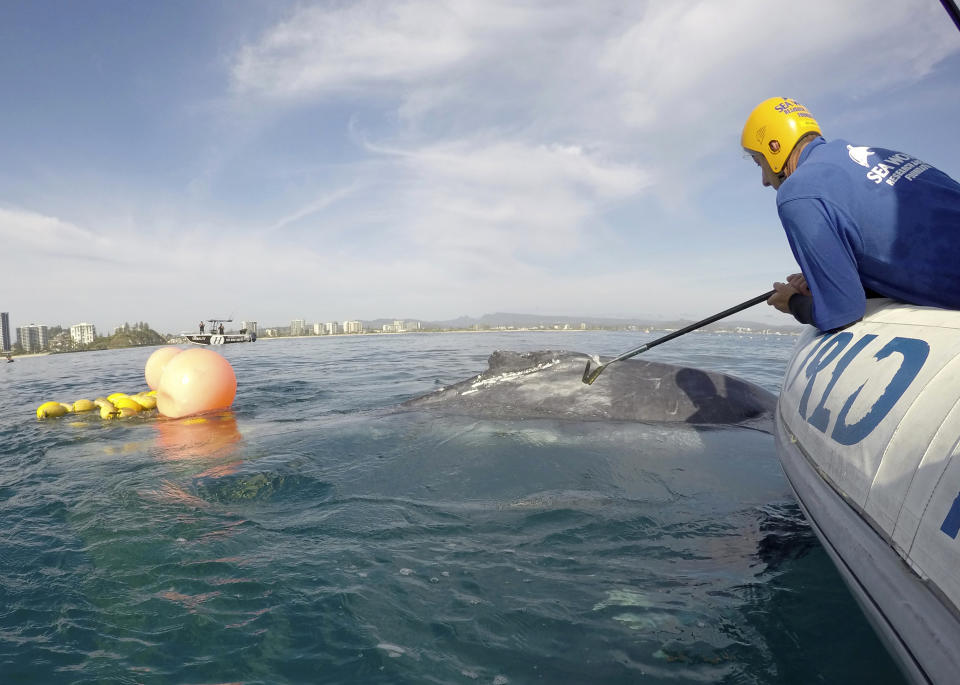 In this photo provided by Sea World Australia, a rescuer tries to free a whale calf tangled in a shark net off Greenmount Beach, Australia Tuesday, Oct. 9, 2018. Experts spent almost two hours on Tuesday morning untangling the humpback calf from a net about 500 meters (yards) off the beach at Gold Coast city. (Sea World Australia via AP)