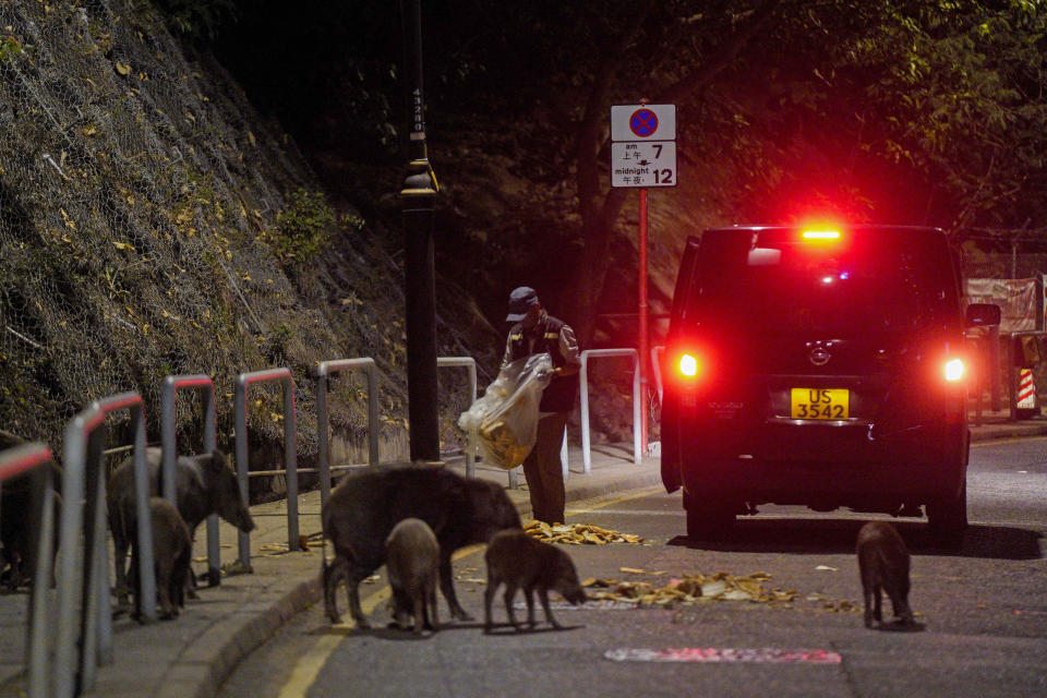 Wild boars eat bread as baits fed by officers from the Agriculture, Fisheries and Conservation Department in Hong Kong, Wednesday, Nov. 17, 2021. Hong Kong authorities this week captured and euthanized seven wild boars to reduce their numbers in urban areas, following an increasing number of boar attacks and after one bit a policeman last week. (Lam Chun Tung/The Initium Media via AP)