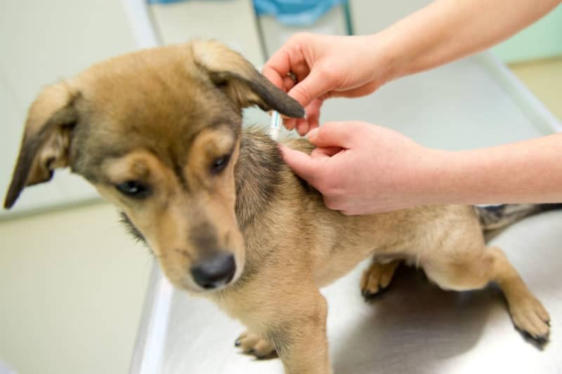 As parasites can also be transmitted from dogs to humans, worming treatments are the safest option for both animal and human health. Inga Kjer/dpa