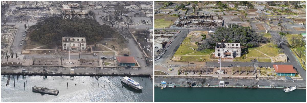 How Lahaina’s 150-year-old banyan tree is coming back to life after a devastating fire