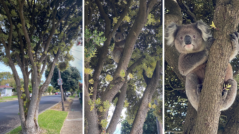 A koala two streets away sheltering in a New Zealand Christmas tree, a variety of plant some koalas have been observed eating. Source: Helen Oakley