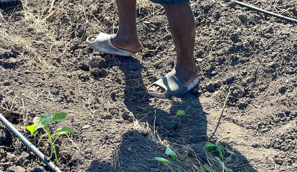 Farmers in Haiti have always struggled to make a living off their crops. But with help from a group of fellow Haitians, they are hoping to see their fortunes turn.