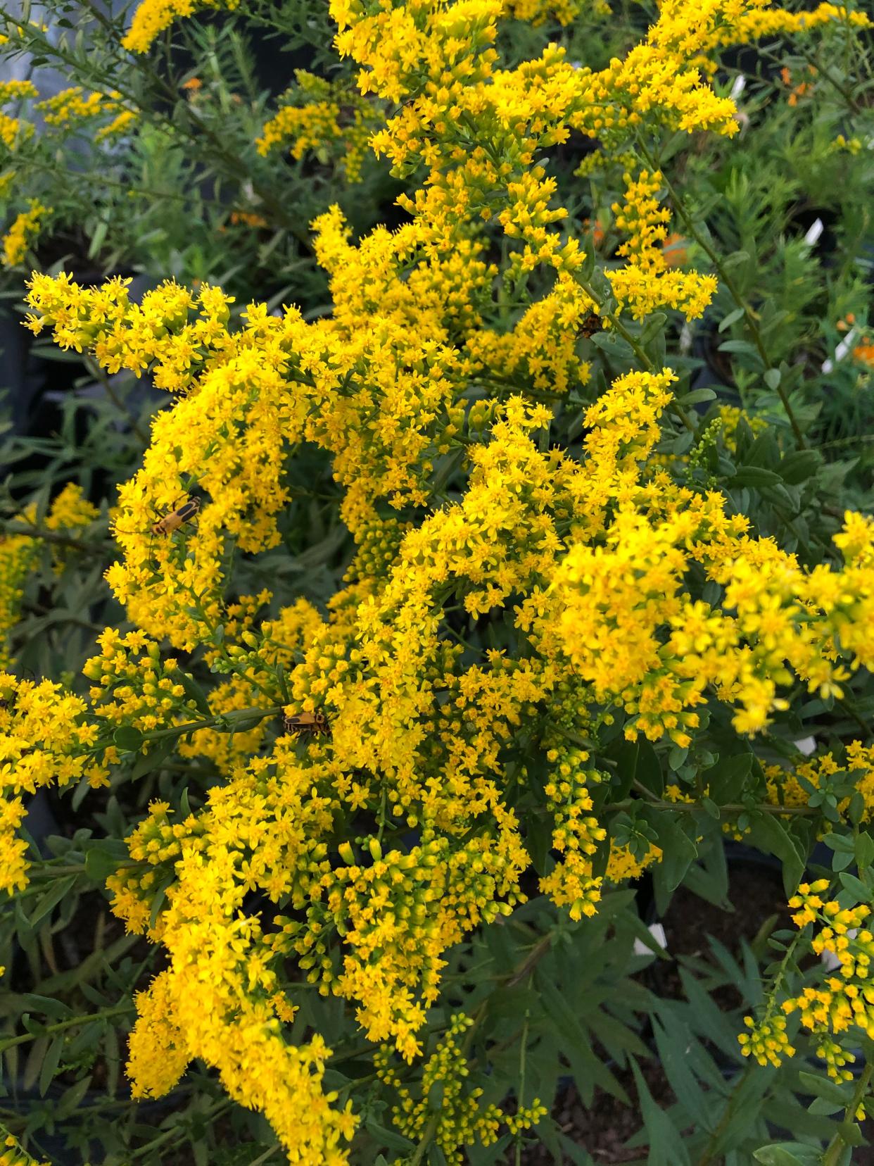 'Solar Cascades' Short's goldenrod flowering at Yew Dell Botanical Gardens