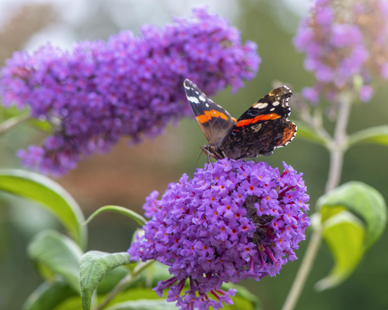  Butterfly lands on a purple flower of buddleia davidii - or butterfly bush. 