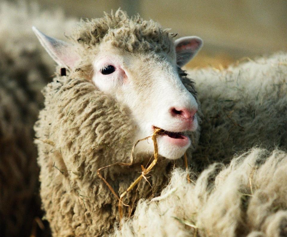 Dolly the sheep was cloned in 1996 - Getty