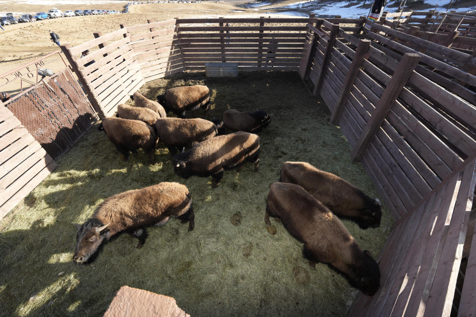 Some of the 35 Denver Mountain Park bison wait in a corral to be transferred to representatives of four Native American tribes and one memorial council as they reintroduce the animals to tribal lands Wednesday, March 15, 2023, near Golden, Colo. (AP Photo/David Zalubowski)