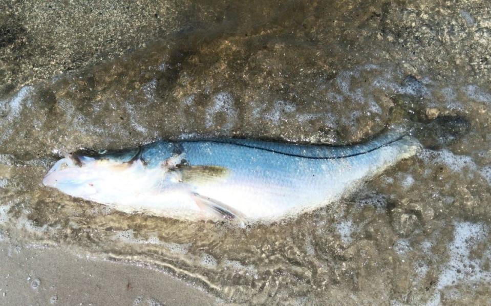 A 33-inch snook was found floating dead on the west shore of the Indian River Lagoon in Sebastian after what was believed to be a fishkill July 30, 2023.
