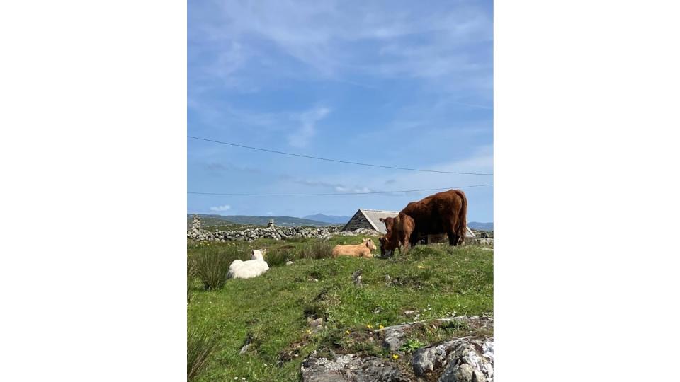 Lady Marina Windsor holiday photos in Connemara, West Ireland showing hills and cattle 