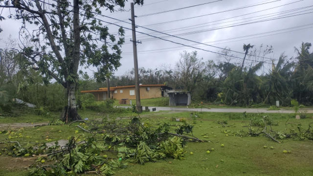 This photo provided by Alexander Ken M. Aflague shows toppled branches from a breadfruit tree and breadfruit scattered on the ground in Yona, Guam on Thursday, May 25, 2023 after the passage of Typhoon Mawar. Guam residents and officials emerged from homes and shelters Thursday to survey the damage done to the U.S. Pacific territory after Typhoon Mawar's howling winds shredded trees, flipped vehicles and knocked out utilities. (Alexander Ken M. Aflague via AP)