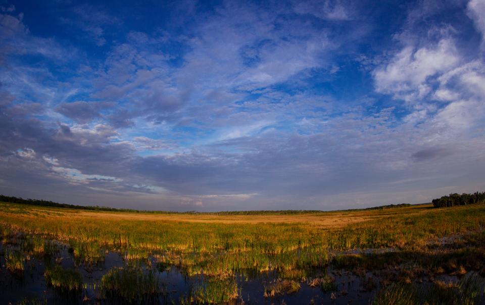 A restored area of the Audubon Corkscrew Swamp Sanctuary in Collier County on Monday, March 4, 2024. The swamp is celebrating its 70 year anniversary this year.