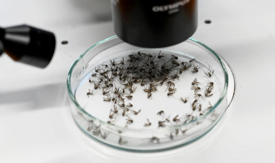 Dozens of dead tiger mosquitos lay in a petri dish that is held under a microscope.