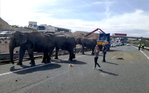 Motorists in Spain were treated to the extraordinary sight of elephants grazing by the side of the road after a circus lorry carrying at least five of the animals overturned - Credit: ASA