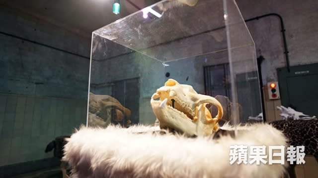展場內展示著與車站關閉同年去世、上野動物園內的熊貓歡歡的真實頭骨。