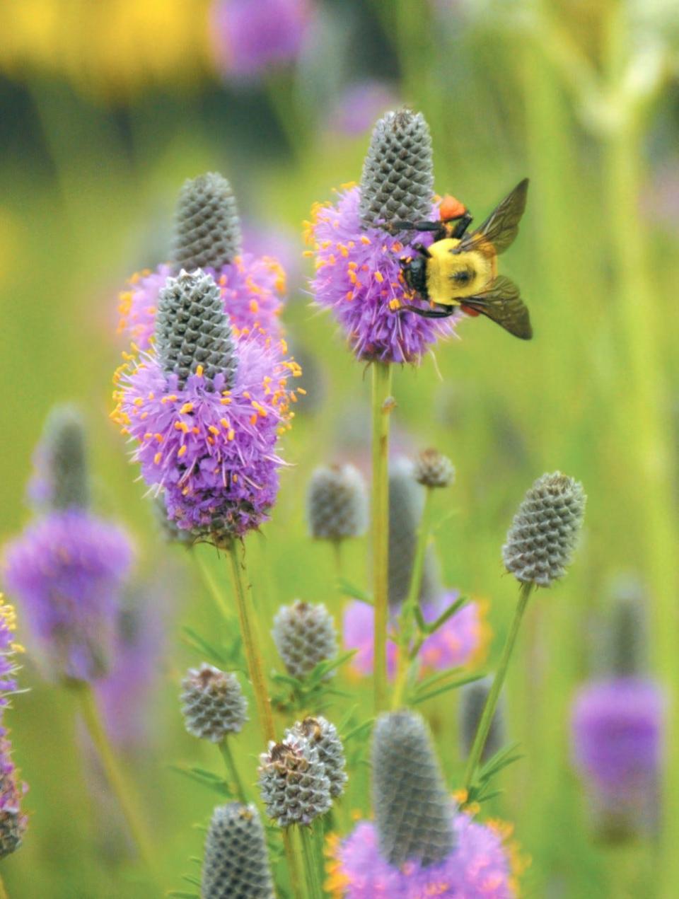 Purple prairie clover attracts bees, and birds eat the seeds in winter.