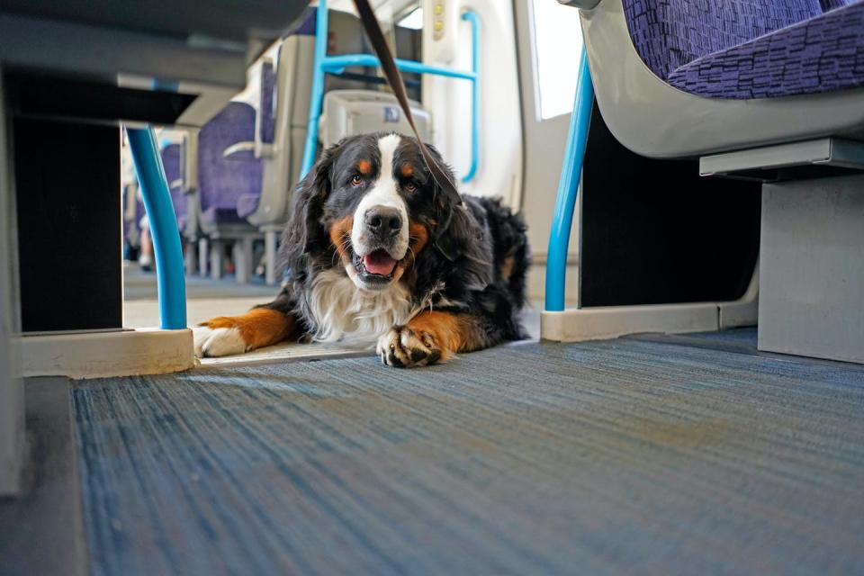 <span class="caption">In most cities only registered assistance animals are allowed on public transport.</span> <span class="attribution"><a class="link " href="https://www.shutterstock.com/image-photo/bernese-mountain-dog-taking-journey-on-1962819784" rel="nofollow noopener" target="_blank" data-ylk="slk:Shutterstock;elm:context_link;itc:0;sec:content-canvas">Shutterstock</a></span>