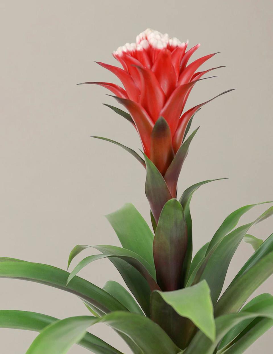 <p><a href="https://go.redirectingat.com?id=74968X1596630&url=https%3A%2F%2Fwww.thesill.com%2Fproducts%2Fbromeliad-red-guzmania-hope&sref=https%3A%2F%2Fwww.housebeautiful.com%2Flifestyle%2Fg29132632%2Findoor-blooming-plants%2F" rel="nofollow noopener" target="_blank" data-ylk="slk:Shop Now;elm:context_link;itc:0;sec:content-canvas" class="link ">Shop Now</a></p><p>Bromeliad</p><p>thesill.com</p><p>$140.00</p>