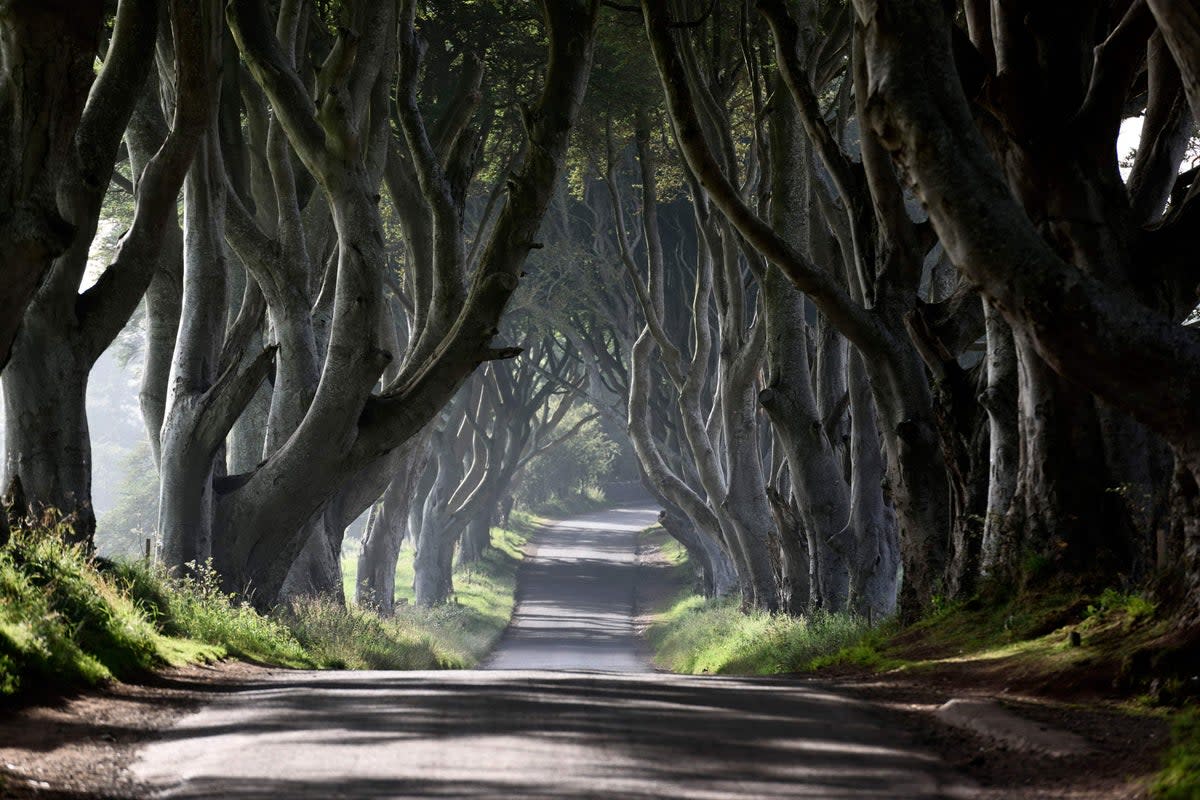 The Dark Hedges in Co Antrim were made famous by Game Of Thrones in 2012 (PA Media)