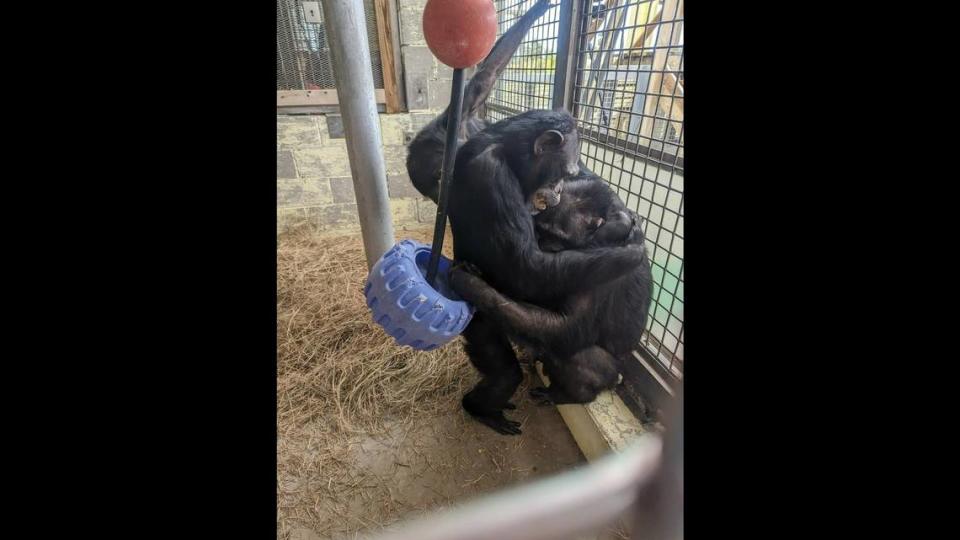 The chimps hugged and groomed one another when they were reunited, sanctuary staff said.