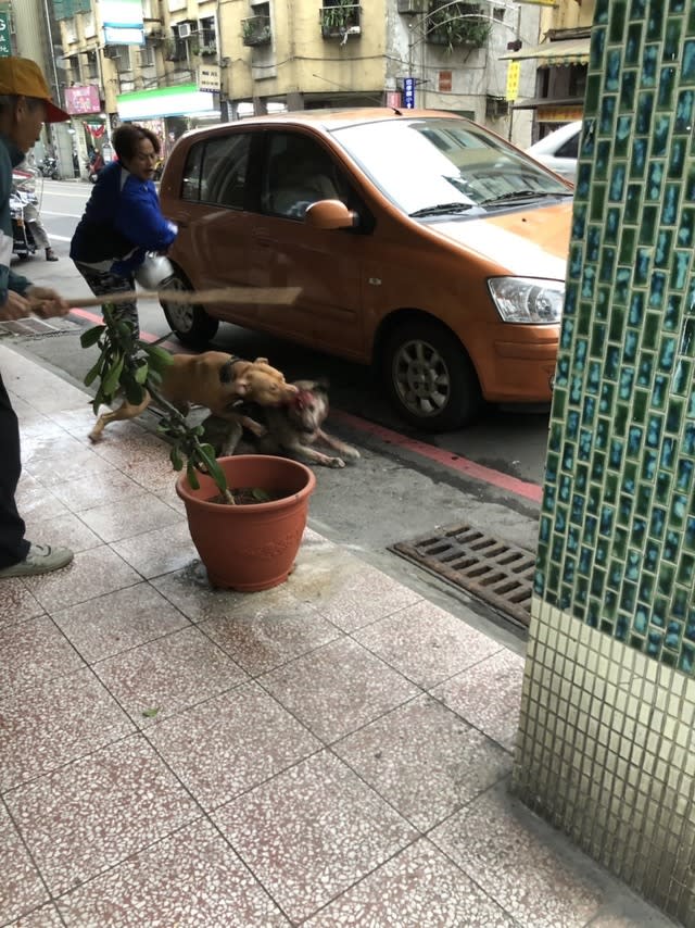 基隆市街頭日前傳出淒厲狗鳴，民眾驚睹1隻比特犬狠咬流浪犬，急揮棍驅離搶救。（圖片翻攝基隆人踹共FB）