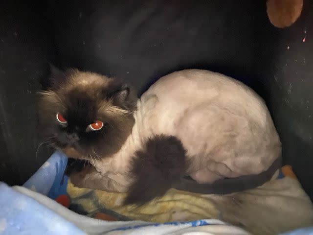 <p>Mackenzie, Colleen, and the staff and volunteers of White Oak Animal Safe Haven</p> Sagwa the cat after his grooming session to remove his severely matted fur