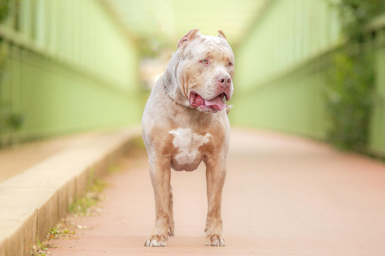 Le gouvernement britannique a annoncé ce mardi 31 octobre l’interdiction des chiens American Bully XL après une série d’attaques, y compris meurtrières.