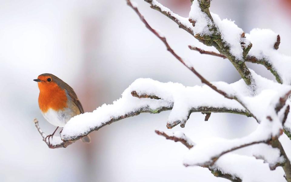 Odds have dropped for a White Christmas (PA)