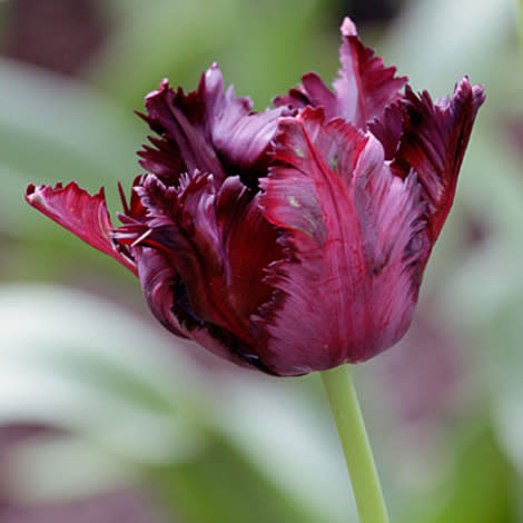 One of the darkest tulips on the market