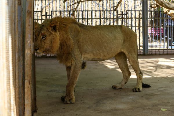 According to reports, they have barely eaten in weeks, with the zoo's owners struggling to feed them, with some losing around two-thirds of their body weight.