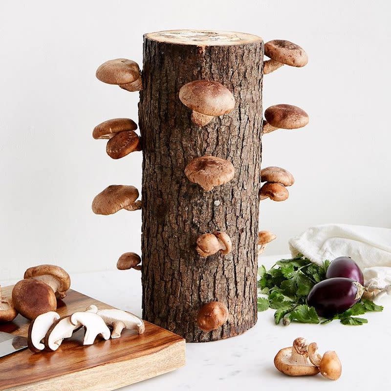 <p><a href="https://go.redirectingat.com?id=74968X1596630&url=https%3A%2F%2Fwww.uncommongoods.com%2Fproduct%2Fshiitake-mushroom-log-kit&sref=https%3A%2F%2Fwww.esquire.com%2Flifestyle%2Fg23083273%2Fbest-gifts-for-grandpa-ideas%2F" rel="nofollow noopener" target="_blank" data-ylk="slk:Shop Now;elm:context_link;itc:0;sec:content-canvas" class="link ">Shop Now</a></p><p>Shiitake Mushroom Log Kit</p><p>uncommongoods.com</p><p>$30.00</p>