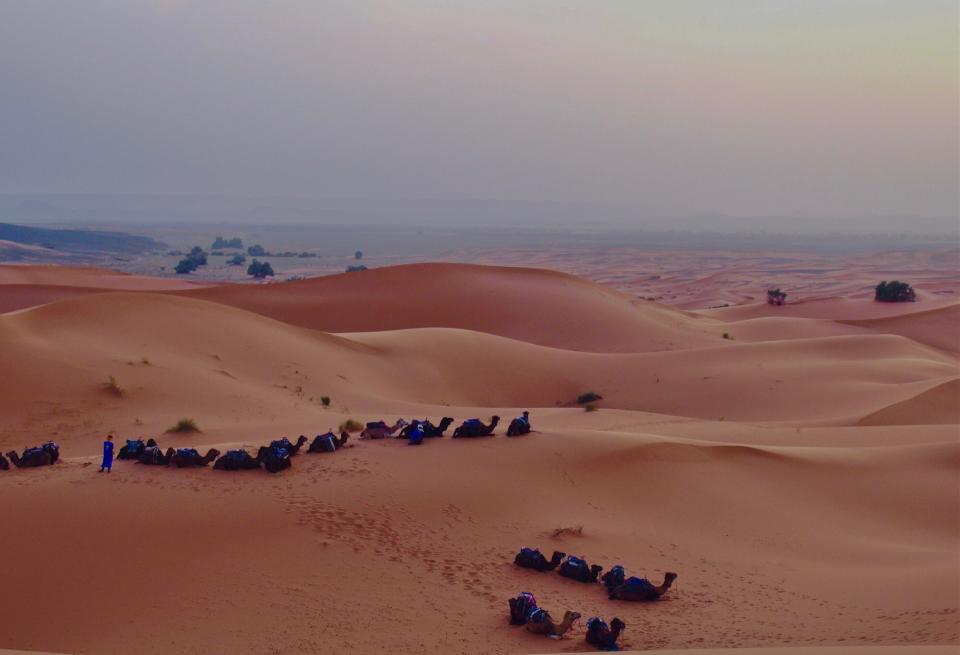 Sand dunes with camels in the Moroccan Sahara desert.