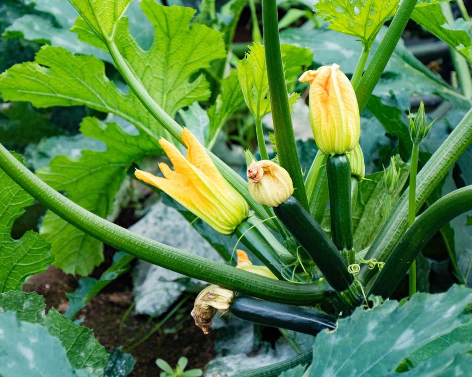 COURGETTES