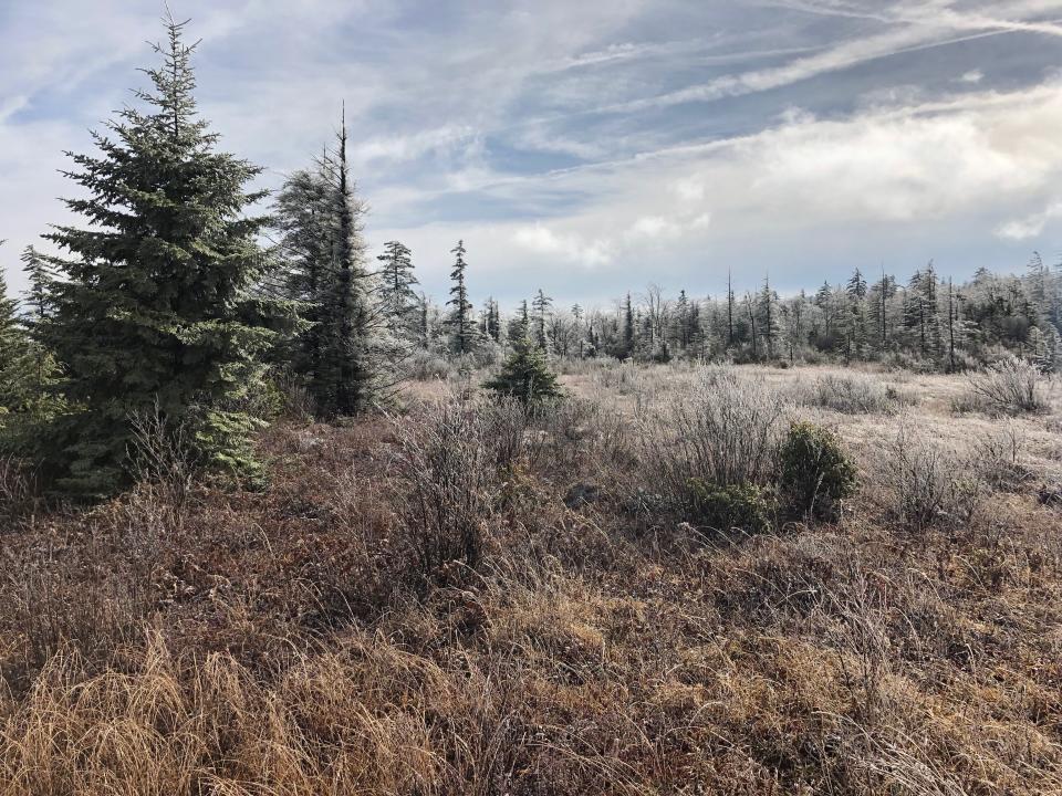 Red Spruce trees growing in test plots as part of research on whether seeds sourced from more southern trees produce seedlings which will thrive in more northern settings as the climate warms.