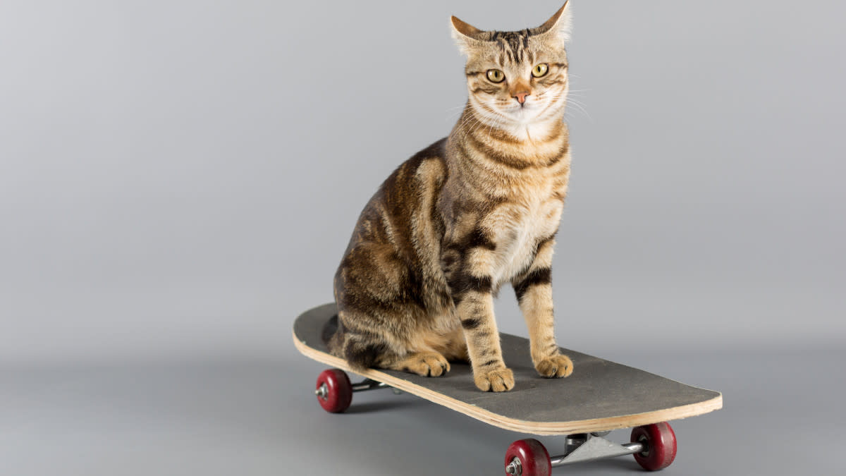 Watch a Cat Skateboard