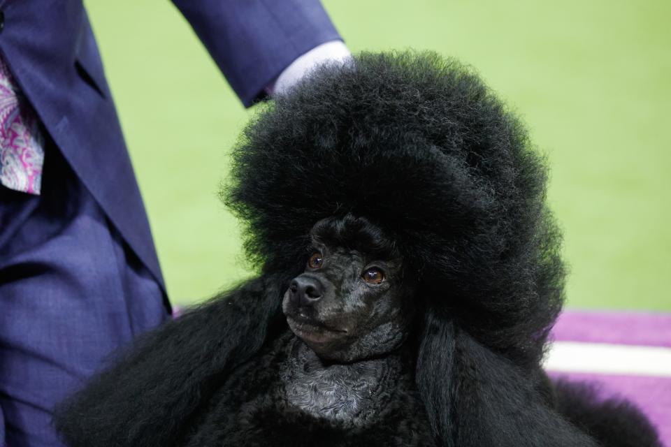 Sage, a Miniature Poodle from Houston, Texas, stands after winning the Best in Show group during the Annual Westminster Kennel Club Dog Show at Arthur Ashe Stadium in Queens, New York, on May 14, 2024. (Photo by KENA BETANCUR / AFP) (Photo by KENA BETANCUR/AFP via Getty Images) ORG XMIT: 776144251 ORIG FILE ID: 2152468769