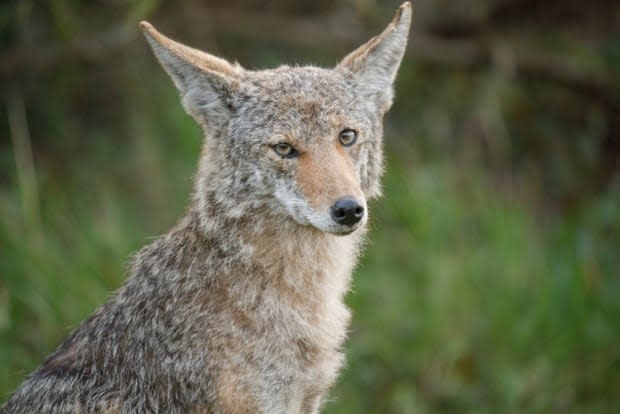 There have been 507 sightings of coyotes in Oshawa in 2021 alone, although a report says one sighting doesn't represent one coyote.  (Shutterstock/Tory Kallman - image credit)