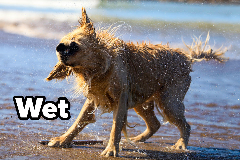 A dog shakes off water while standing on a wet beach. Waves and the ocean are visible in the background