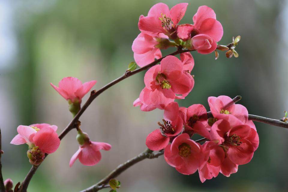 7) Flowering Quince