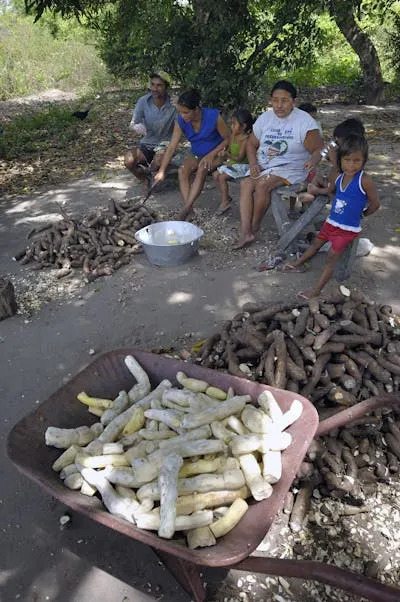 //www.gettyimages.com/detail/news-photo/manioc-preparation-in-a-caboque-village-along-the-riverbank-news-photo/542363050" rel="nofollow noopener" target="_blank" data-ylk="slk:Philippe Giraud/Corbis Historical via Getty Images;elm:context_link;itc:0;sec:content-canvas" class="link ">Philippe Giraud/Corbis Historical via Getty Images</a>