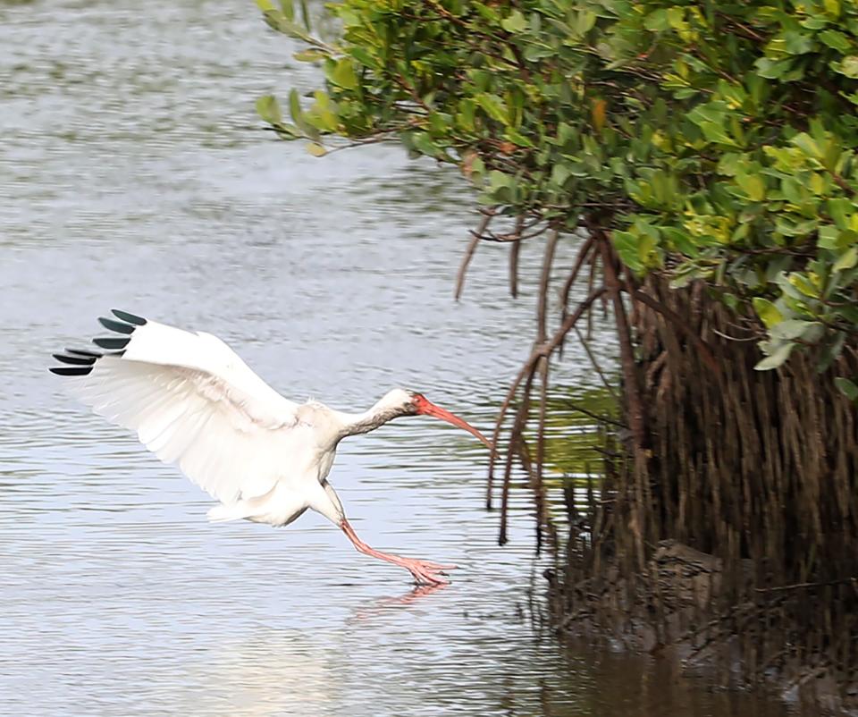 A white ibis lands next to the mangroves growing in a marsh on Dec. 2, 2022, in New Smyrna Beach.