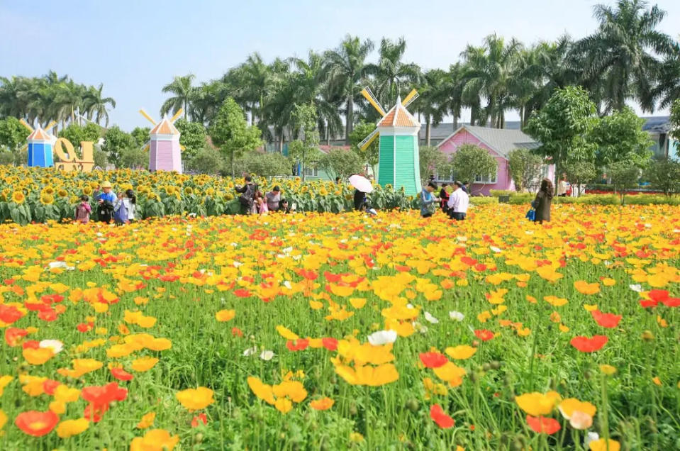 廣州旅遊｜賞花好去處百萬葵園 全年開放花卉展 向日葵、玫瑰、薰衣草、繡球花