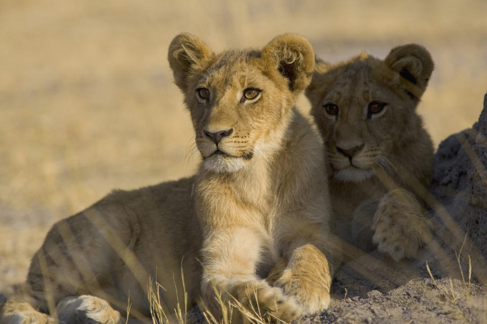 Africa, lion cubs(Panthera leo)