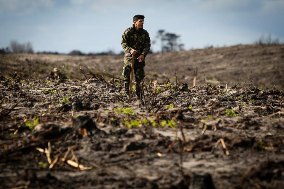 Reforestation in Leiria Portugal 2018