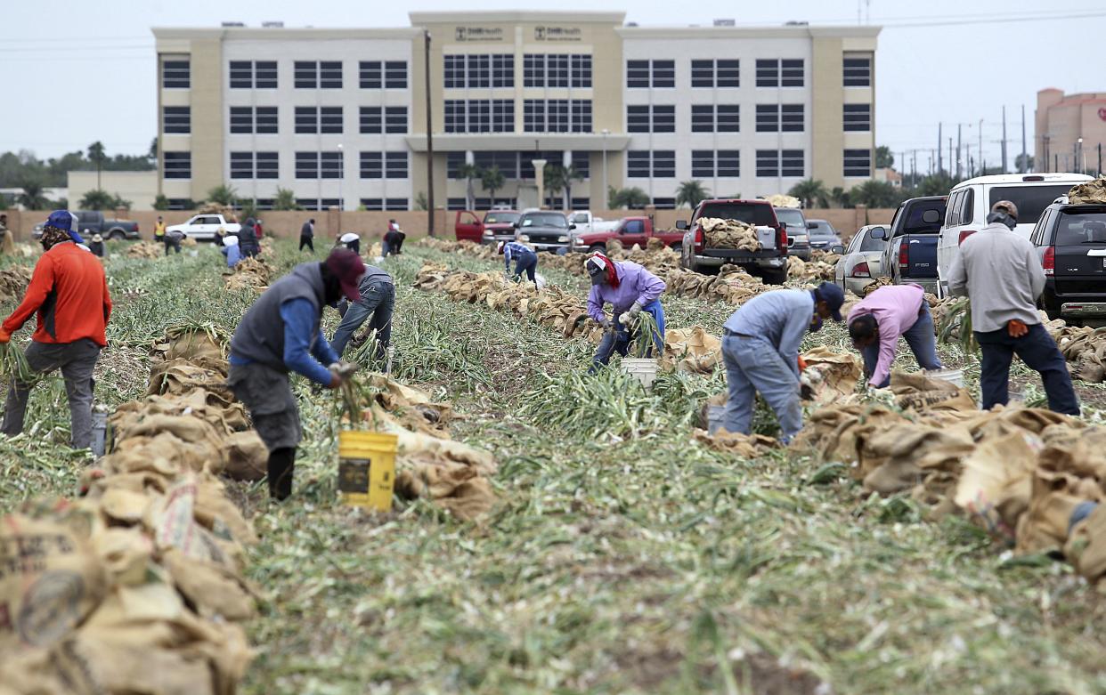 Field workers harvest and cut onions on Wednesday, April,16, 2020, in Edinburg, Tex. Pandemic clouds future for Valley agriculture industry.