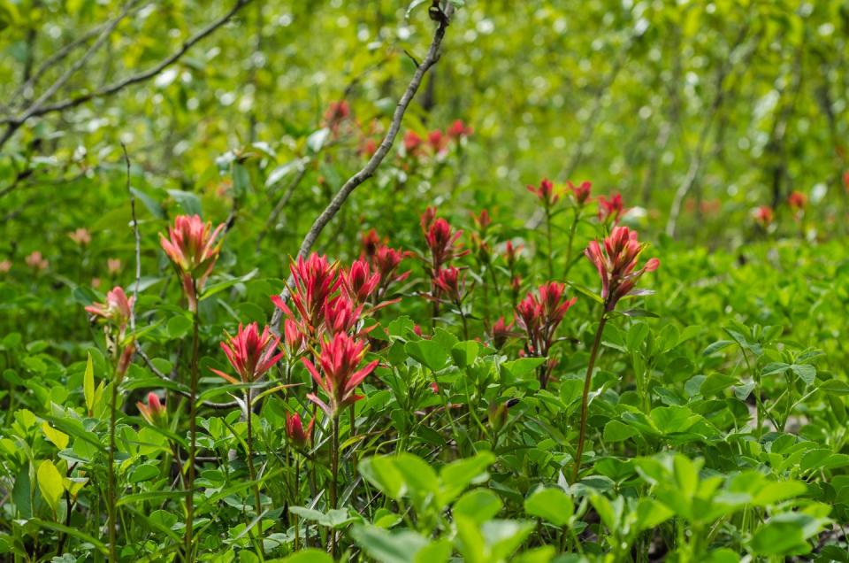 <p>Named the official state flower of Wyoming, the <a href="https://statesymbolsusa.org/wyoming/flower/indian-paintbrush" rel="nofollow noopener" target="_blank" data-ylk="slk:indian paintbrush;elm:context_link;itc:0;sec:content-canvas" class="link ">indian paintbrush</a> is yet another reminder that Mother Nature is a masterful artist.</p>