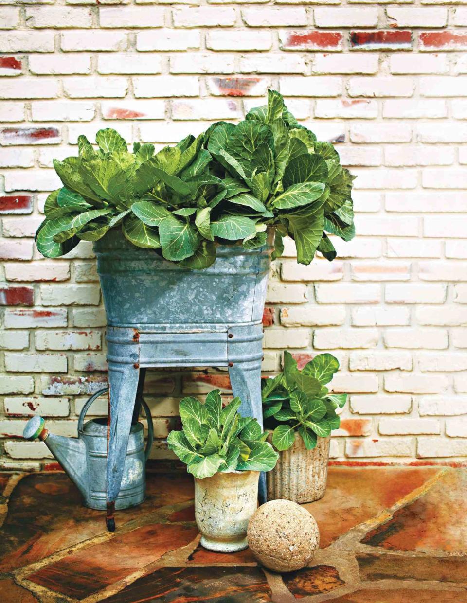 <p>Laurey W. Glenn</p> The striking foliage of collards is a decorative choice to fill containers. Group pots to keep plenty of fresh greens at hand.