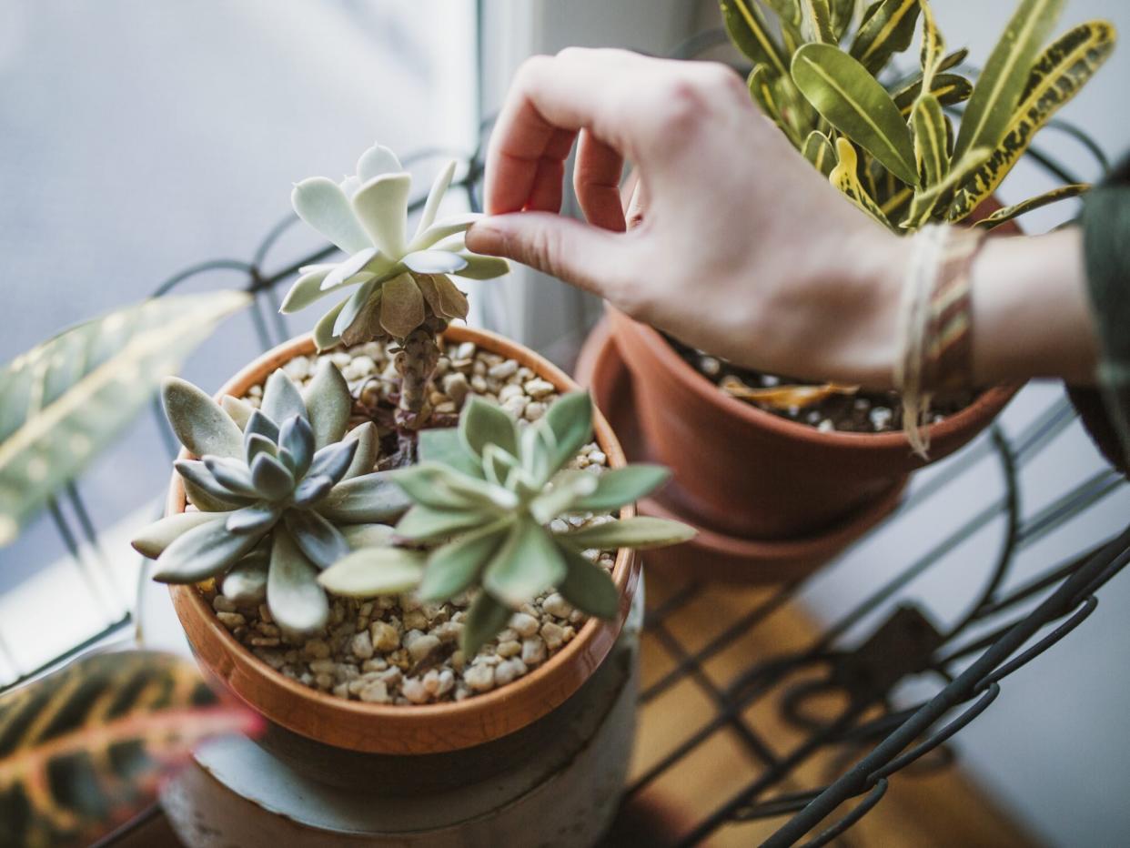 Succulent plants in an apartment