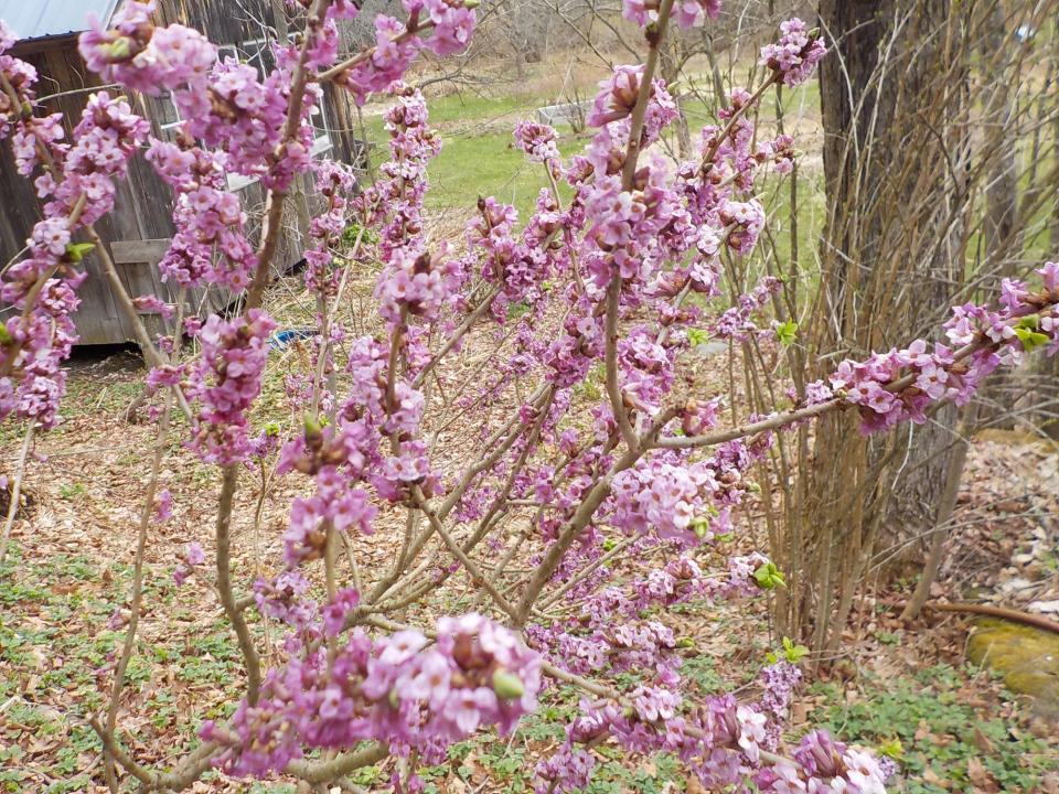 Henry named one of his dogs after this shrub, Daphne mezereum, or February daphne.