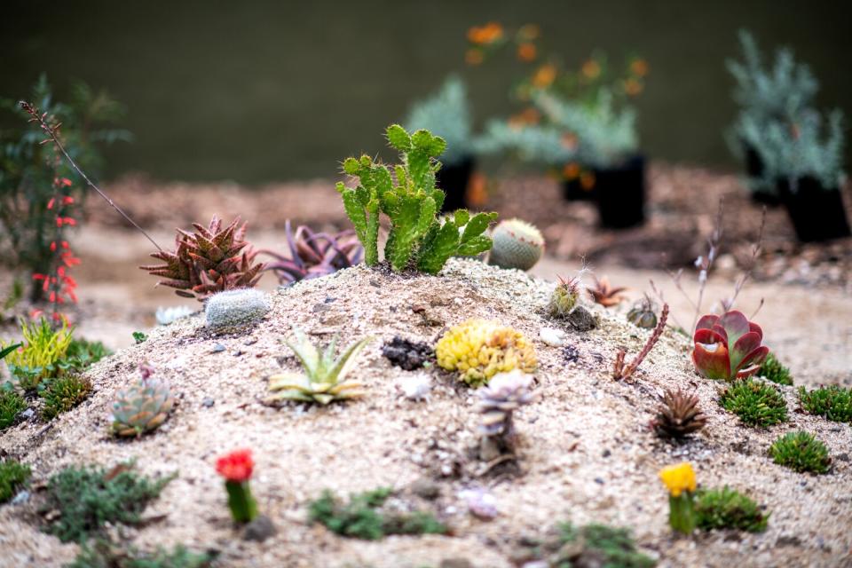 tiny succulents and cactuses cacti sprout in a sandy hill